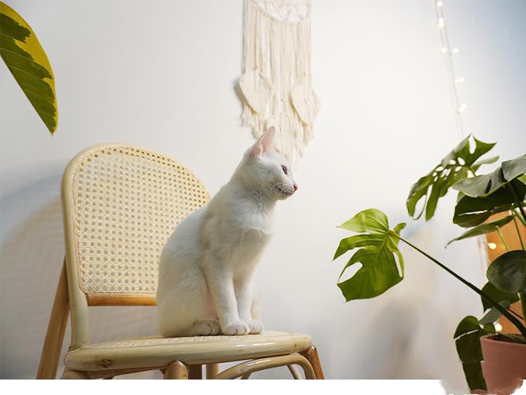 Décoration Murale Tissée à la Main en Fil de Coton