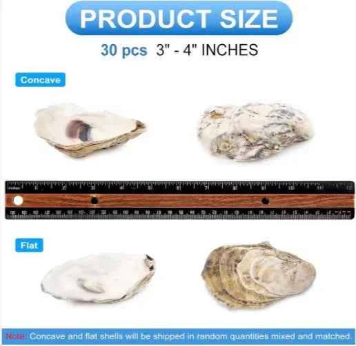 30pcs Coquilles d'Huîtres avec Perles en Vrac Coquilles d'Huîtres Naturelles pour Loisirs Créatifs Décorations de Noël - IVOIRART.COM