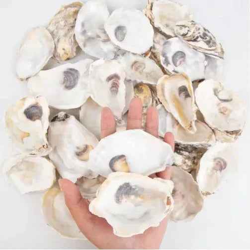 30pcs Coquilles d'Huîtres avec Perles en Vrac Coquilles d'Huîtres Naturelles pour Loisirs Créatifs Décorations de Noël - IVOIRART.COM
