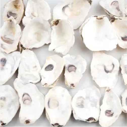 30pcs Coquilles d'Huîtres avec Perles en Vrac Coquilles d'Huîtres Naturelles pour Loisirs Créatifs Décorations de Noël - IVOIRART.COM