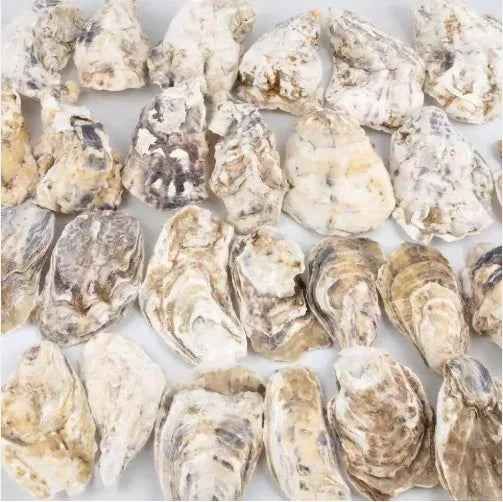 30pcs Coquilles d'Huîtres avec Perles en Vrac Coquilles d'Huîtres Naturelles pour Loisirs Créatifs Décorations de Noël - IVOIRART.COM