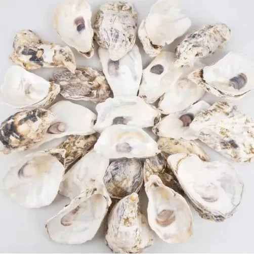 30pcs Coquilles d'Huîtres avec Perles en Vrac Coquilles d'Huîtres Naturelles pour Loisirs Créatifs Décorations de Noël - IVOIRART.COM