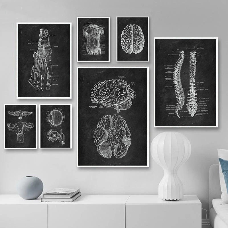 Peinture sur toile du système d’organes du squelette anatomique humain