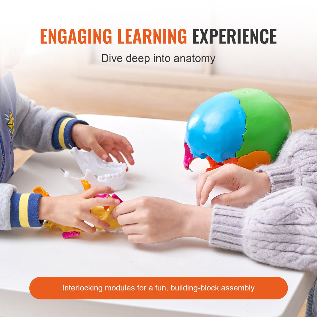 Modèle de Crâne Humain, 22 Pièces, Anatomie du Crâne Humain, Modèle d'Anatomie Taille Réelle Peint, Crâne Anatomique en PVC, Modèle Détachable pour l'Éducation, Enseignement Professionnel, Recherche et Apprentissage