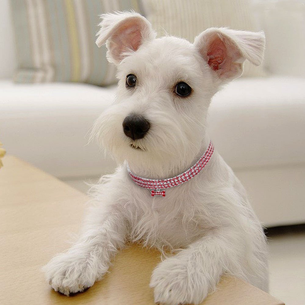 Collier Scintillant en Strass et Cristal pour Chiens et Chats Petits et Moyens - IVOIRART.COM
