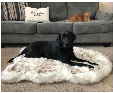 Couverture Pelucheuse Longue et Douce, Chaude, Confortable pour Animaux de Compagnie - IVOIRART.COM
