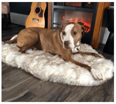 Couverture Pelucheuse Longue et Douce, Chaude, Confortable pour Animaux de Compagnie - IVOIRART.COM