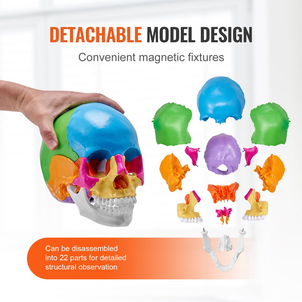 Modèle de Crâne Humain, 22 Pièces, Anatomie du Crâne Humain, Modèle d'Anatomie Taille Réelle Peint, Crâne Anatomique en PVC, Modèle Détachable pour l'Éducation, Enseignement Professionnel, Recherche et Apprentissage