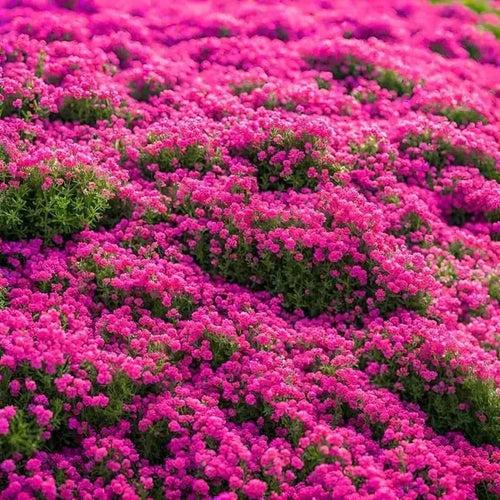 3000 Variétés De Graines De Lavande Rampante Pour Planter Des Plantes De Couverture Du Sol Vivaces Et Des Fleurs Héritage. Les Graines Sont Plantées Sans Ingénierie Génétique 3000 Variétés De Lavande Rampante