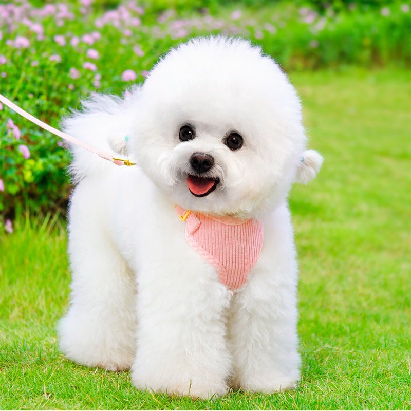 Laisse et harnais pour chien, parfaits pour les promenades en plein air et activités - IVOIRART.COM