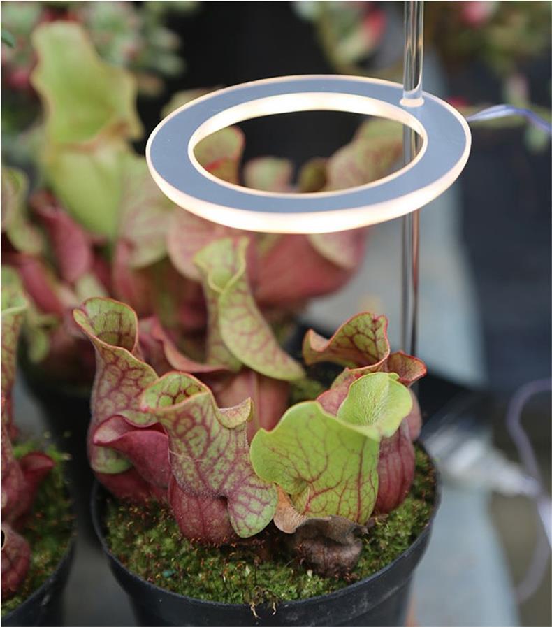 Lampe de Croissance LED Spectre Complet USB Phyto pour Éclairage Intérieur - IVOIRART.COM