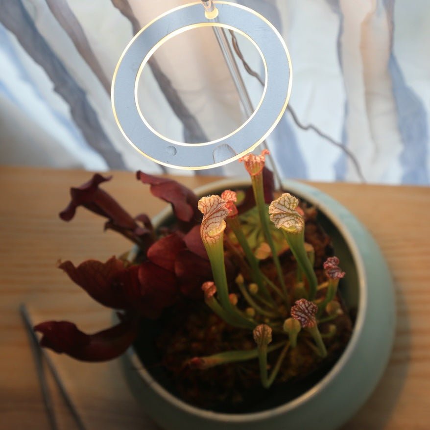 Lampe de Croissance LED Spectre Complet USB Phyto pour Éclairage Intérieur - IVOIRART.COM