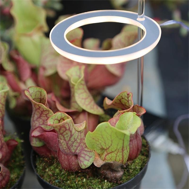 Lampe de Croissance LED Spectre Complet USB Phyto pour Éclairage Intérieur - IVOIRART.COM