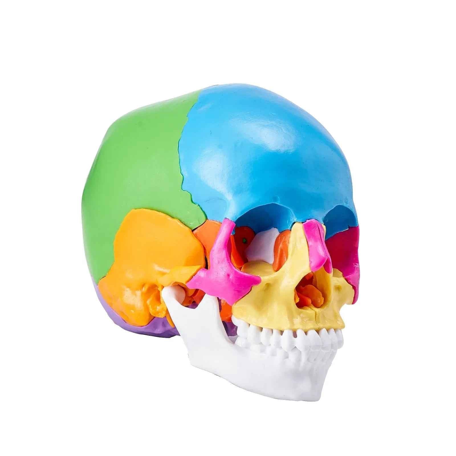 Modèle de Crâne Humain, 22 Pièces, Anatomie du Crâne Humain, Modèle d'Anatomie Taille Réelle Peint, Crâne Anatomique en PVC, Modèle Détachable pour l'Éducation, Enseignement Professionnel, Recherche et Apprentissage - IVOIRART.COM