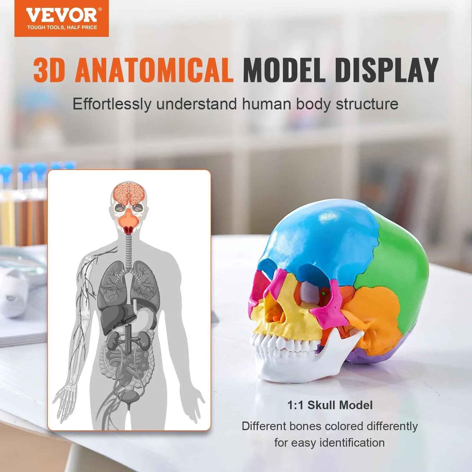 Modèle de Crâne Humain, 22 Pièces, Anatomie du Crâne Humain, Modèle d'Anatomie Taille Réelle Peint, Crâne Anatomique en PVC, Modèle Détachable pour l'Éducation, Enseignement Professionnel, Recherche et Apprentissage - IVOIRART.COM